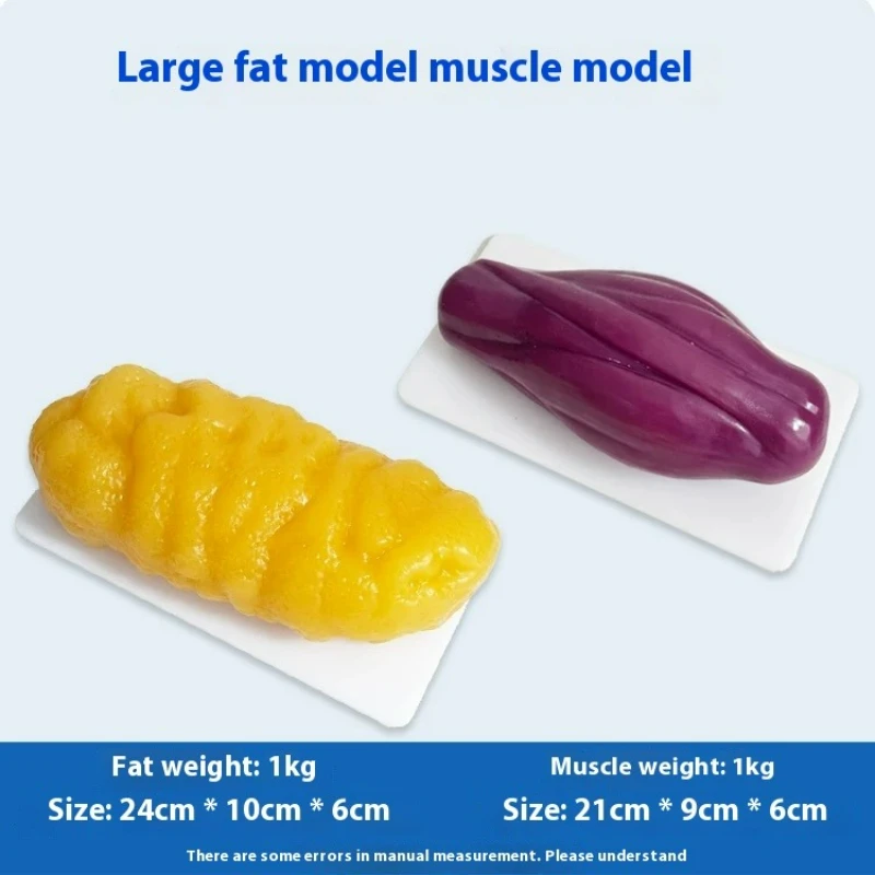 Replika Otot dan Lemak Manusia - Nutrition Fitness ulasan dan harga